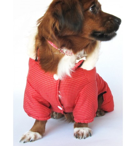 Pattern of tailoring the puppy coat 6006